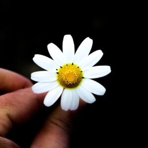 daisy, hand, light, petal, white, black, love, love me, pollen, nature, black love